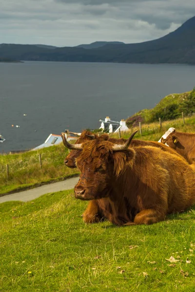 Relaxační Highlandské Hovězí Pobřeží Ostrova Skye Skotsku — Stock fotografie