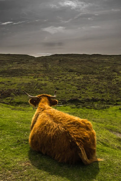 Gado Das Terras Altas Paisagem Cênica Ilha Skye Escócia — Fotografia de Stock