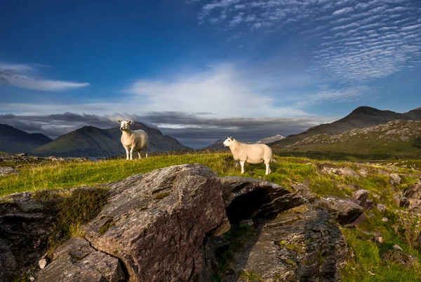 Овцы Вершине Рокки Хилл Живописном Сельском Пейзаже Шотландии — стоковое фото