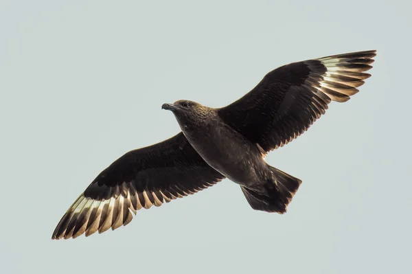 Brown Seagull med spread Sunlit Wings segel över himlen — Stockfoto