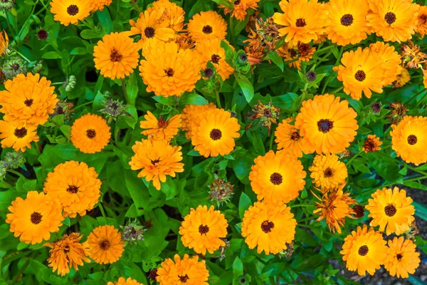 Flores Flores Laranja Prado Verão — Fotografia de Stock