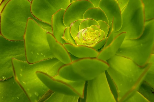 Detail Van Een Verse Groene Sappige Plant Met Pure Regendruppels — Stockfoto