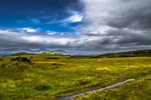 Scenic Landscape Cow Coast Isle Skye Scotland Stock Photo