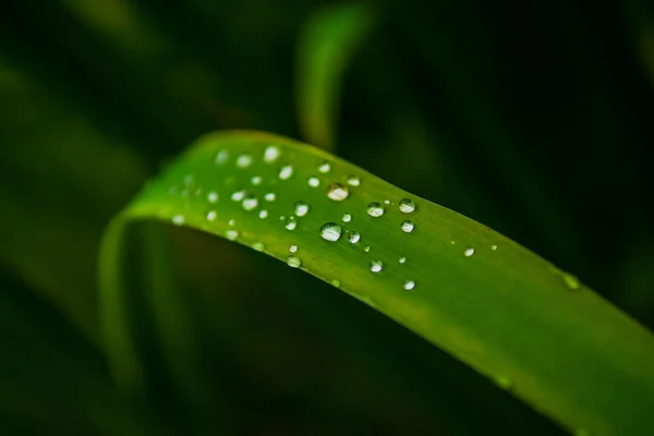 Des Gouttes Pluie Eau Pure Surface Des Lames Herbe Verte — Photo