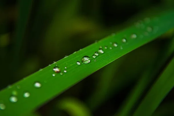 Regentropfen Reinen Wassers Auf Der Oberfläche Grüner Grashalme — Stockfoto