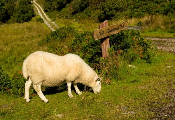 Овцы Уютным Белым Мехом Пасутся Перед Вывеской Баднабане Шотландии — стоковое фото