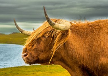 Göl ile manzara peyzaj uzun Horns Ile Highland sığır