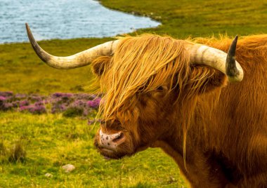 Iskoçya 'Da göl Ile manzara peyzaj uzun Horns Ile Highland sığır
