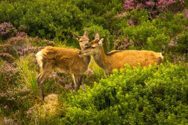 Iskoçya manzaralı manzara sevimli yenidoğan Fawn Ile kadın geyik Cuddles
