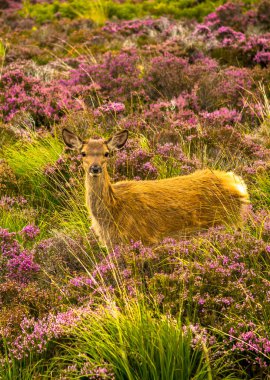 Iskoçya 'Da manzara peyzaj genç bebek geyik