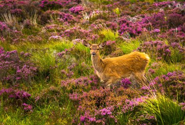 Iskoçya 'Da manzara peyzaj genç bebek geyik