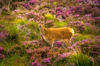 Iskoçya 'Da manzara peyzaj genç bebek geyik