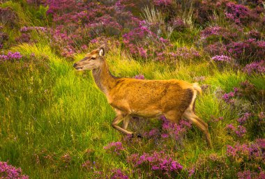 Iskoçya Wild Landscape kadın Deer