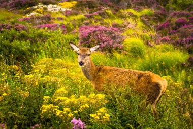 Iskoçya Scenic Highlands peyzaj özenli kadın geyik