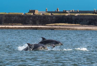 Iskoçya 'Da Inverness yakın Fort George önünde Moray Firth atlama darboğaz yunus takımı