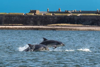 Team Of Bottlenose Dolphin Jumping In The Moray Firth In Front Of Fort George Near Inverness In Scotland clipart