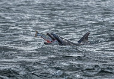 Darboğaz yunus, Iskoçya 'Da Inverness yakınında Moray Firth at bir catched vahşi ve kanlı somon kırlangıçlar