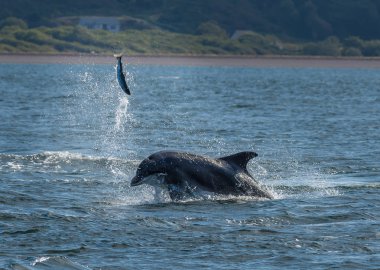 Avcılık darboğaz yunus spectacularly Iskoçya 'Da Inverness yakın Moray Firth Içinde somon yakalar