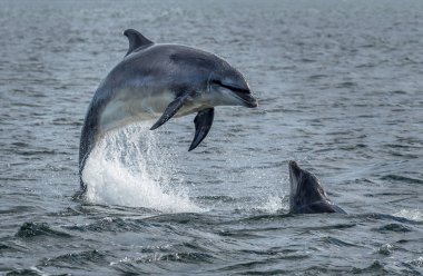 Vahşi darboğaz yunuslar Iskoçya 'Da Inverness yakın Moray Firth okyanus suyu dışarı atlama