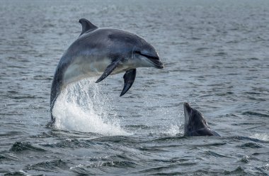 Wild Bottlenose Dolphins Jumping Out Of Ocean Water At The Moray Firth Near Inverness In Scotland clipart