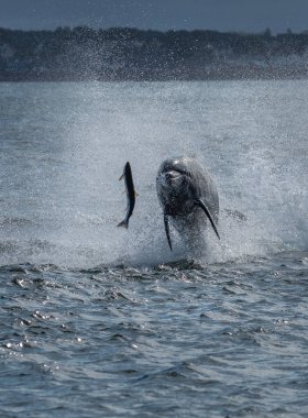 Avcılık darboğaz yunus spectacularly Iskoçya 'Da Inverness yakın Moray Firth Içinde somon yakalar