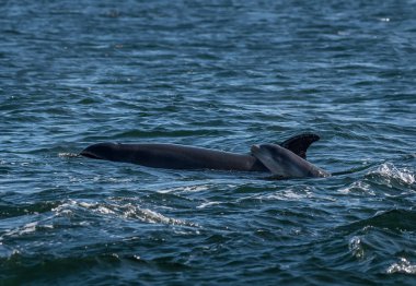 Anne ve yenidoğan bebek darboğaz yunus sırasında bir somon avcılık ders at the Moray Firth yakın Inverness Içinde Iskoçya