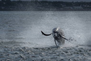 Avcılık darboğaz yunus spectacularly Iskoçya 'Da Inverness yakın Moray Firth Içinde somon yakalar