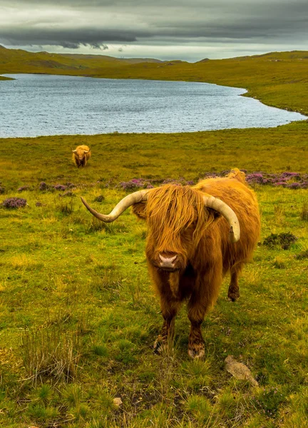 Highland Cattle with Long Horns In Scenic Landscape with Lake In — стоковое фото