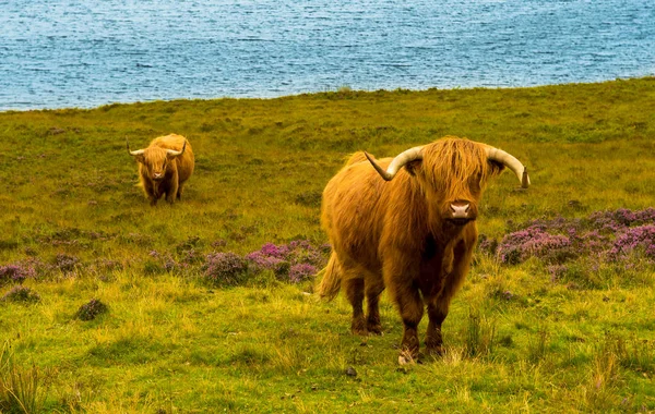 Highland nötkreatur med långa horn i natur sköna landskap med Lake in — Stockfoto