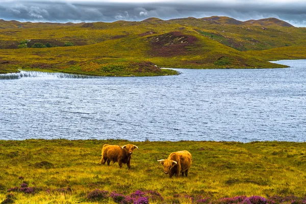高原牛与长角在风景秀丽的风景与湖 — 图库照片