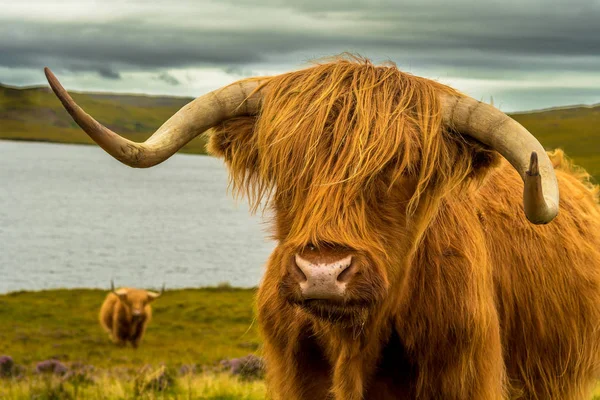 Highlandské hovězí s dlouhými rohy v krajinné krajině s jezerem in — Stock fotografie