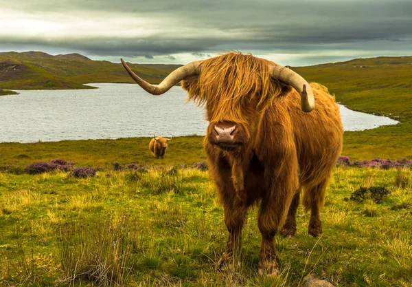 Highlandské hovězí s dlouhými rohy v krajinné krajině s jezerem in — Stock fotografie