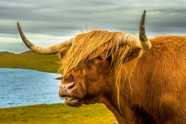 Highlandské hovězí s dlouhými rohy v krajinné krajině s jezerem in — Stock fotografie