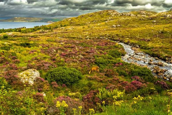 Picturesque Coastal Landscape Female Deer Mountain River Scotland — Stock Photo, Image