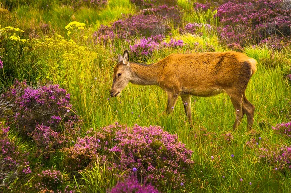 Female Deer in Wild Landscape Of Scotland — Stock Photo, Image