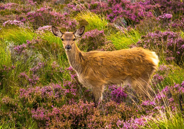 Young Baby Deer In Scenic Landscape In Scotland — Stock Photo, Image