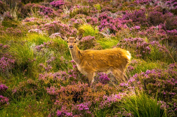 Iskoçya 'Da manzara peyzaj genç bebek geyik