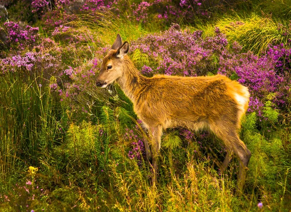 Giovane bambino cervo in paesaggio scenico in Scozia — Foto Stock