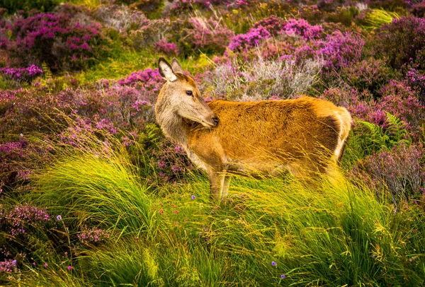 Iskoçya Scenic Highlands peyzaj özenli kadın geyik