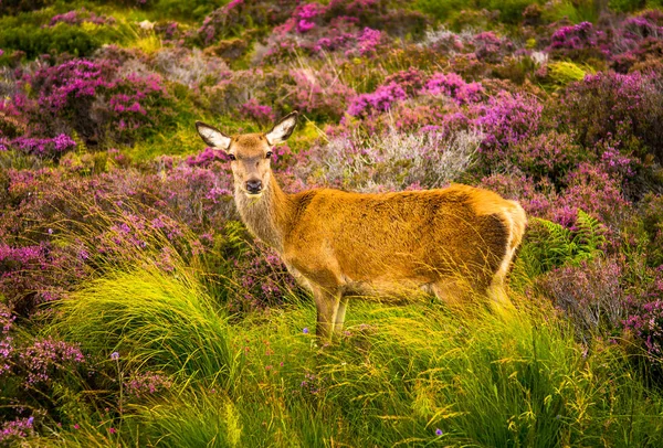 Iskoçya Scenic Highlands peyzaj özenli kadın geyik