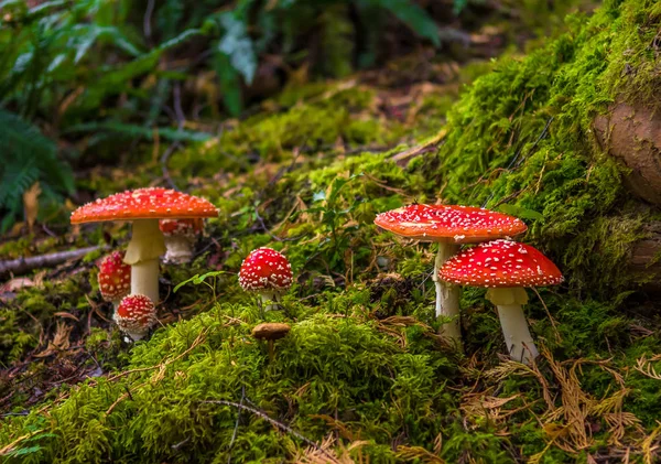 Mossy orman zemin üzerinde kırmızı kapaklar Ile Fly agaric grubu