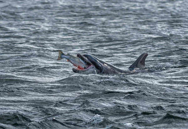 Darboğaz yunus, Iskoçya 'Da Inverness yakınında Moray Firth at bir catched vahşi ve kanlı somon kırlangıçlar