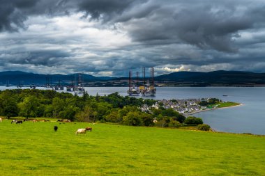 Iskoçya 'Da Cromarty Firth Içinde mera ve petrol kuleleri üzerinde sığır Ile Cromarty şehri