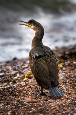 Iskoçya 'Da Moray Firth sahilinde vahşi Cormorant