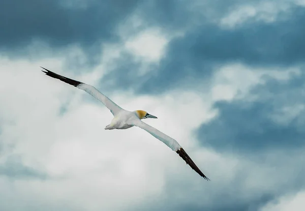 Elegant Gannet Flies Blue Sky Widespread Wings — Stock Photo, Image