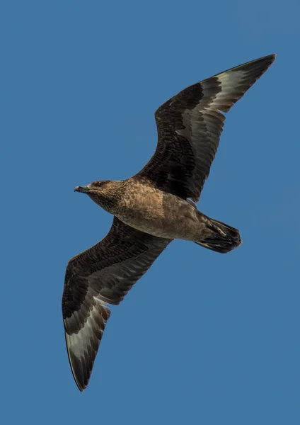 Jaeger Möwe Mit Weit Ausgebreiteten Flügeln Fliegt Schottland Über Den — Stockfoto