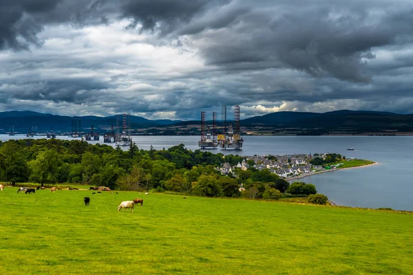 Iskoçya 'Da Cromarty Firth Içinde mera ve petrol kuleleri üzerinde sığır Ile Cromarty şehri