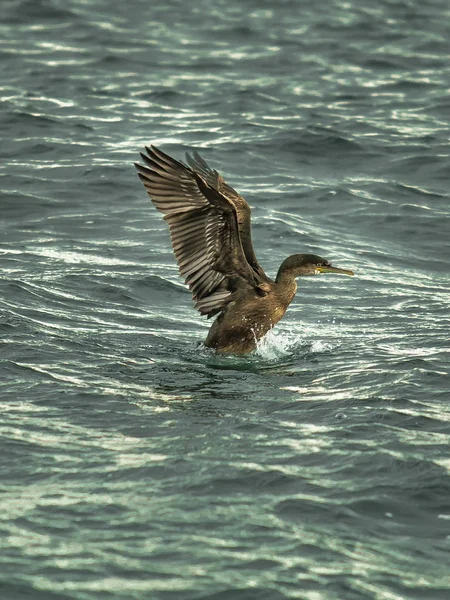 Cormorano Con Ala Diffusa Inizia Volare Fuori Dall Acqua — Foto Stock