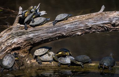Avrupai Göl Terrapin su kaplumbağaları grubu Avusturya 'daki Tuna sulak ulusal parkında bir ağaçta güneşleniyor.