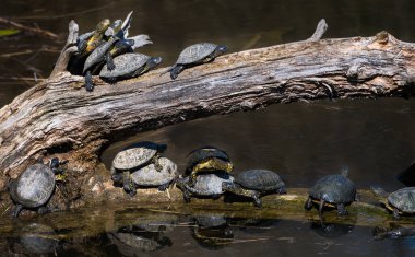 Avrupai Göl Terrapin su kaplumbağaları grubu Avusturya 'daki Tuna sulak ulusal parkında bir ağaçta güneşleniyor.